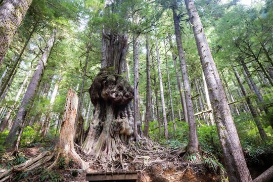 Historic Canada's Gnarliest Tree in Upper Avatar Grove near Port Renfrew, Vancouver Island
