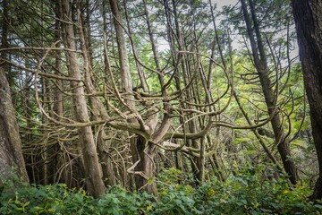 Large gnarly trees along the Wild Pacific Trail in Ucluelet, British Columbia