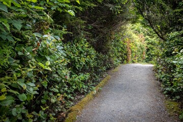 Wild Pacific Trail winding through a forest in Ucluelet, British Columbia