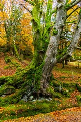 Majestic moss covered tree in the forest in autumn