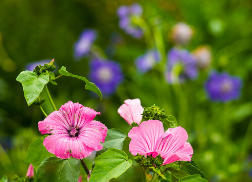 Flowers in The National Botanic Garden Dublin Ireland