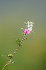 Close-up shot of a pink mallow flower stem with a spider web.