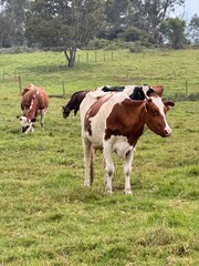 Fototapeta na wymiar vaca linda con potrero 