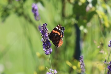 red admiral butterfly is perched on a vibrant purple lavender, with a blurry background
