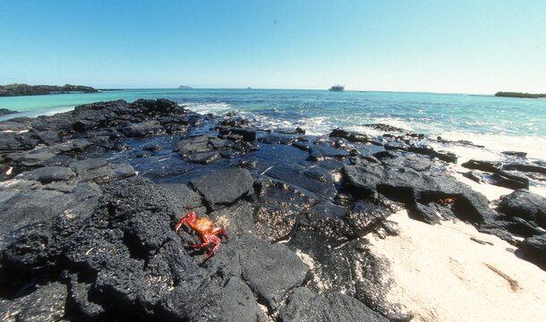 crabe zayapa, crabe rouge , Archipel des Galapagos, Equateur