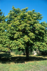 Aesculus hippocastaneus , Marronnier