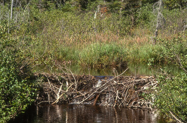 Castor du Canada, Castor canadensis, , cabane, Parc national des Laurentides, Quebec, Canada