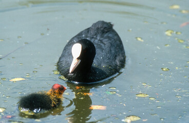 Foulque macroule, femelle, jeune, Fulica atra, Eura