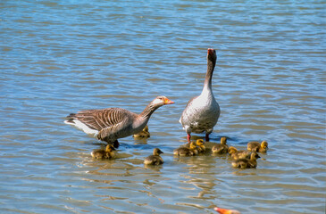 Oie cendrée, Anser anser, Greylag Goose, jeune, femelle