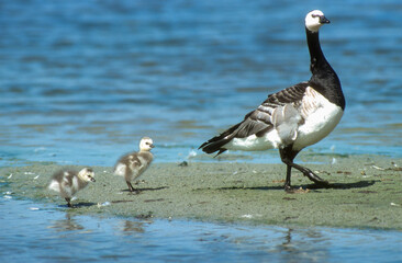 Bernache nonnette, .Branta leucopsis, Barnacle Goose
