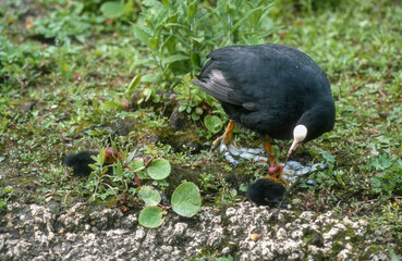 Foulque macroule, femelle, jeune, Fulica atra, Eura