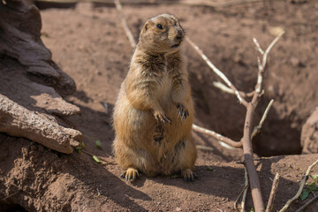 This image shows a curious prairie dog sitting upright on it's hind legs in a pile of sticks and...