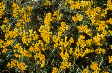 Immortelle commune, helichrysum stoechas, Camargue