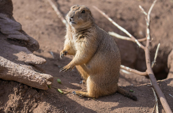 This image shows a curious prairie dog in a pile of sticks.