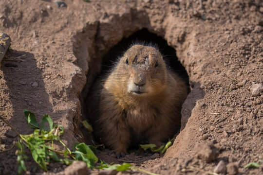 This image shows a prairie dog taking cover in it's burrowed dirt cave. 
