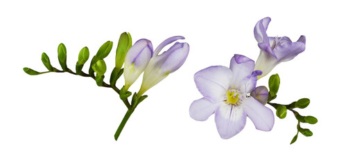 Set of purple freesia flowers isolated on white or transparent background