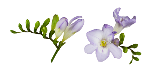 Set of purple freesia flowers isolated on white or transparent background