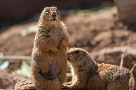 This image shows a prairie dog sitting upright on it's hind legs and looking around while it's friend approaches. 
