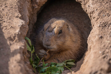 This image shows a close up view of a prairie dog hiding in it's burrow and eating. 