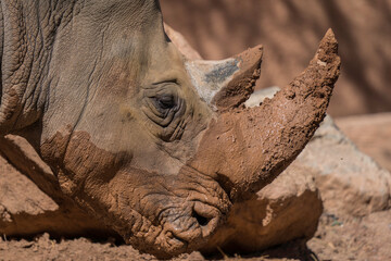 Obraz premium This image shows a close up side view of a sleepy and muddy rhino laying it's head on the ground to rest. 