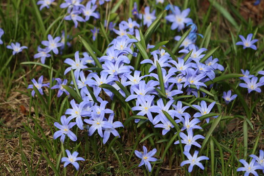 Sweden. Scilla luciliae is a species of flowering plant in the family Asparagaceae. 