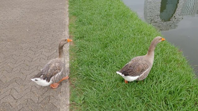 Greylag geese perching together towards lake. Birds on pedestrian walkway at park. Scenic view of nature.
