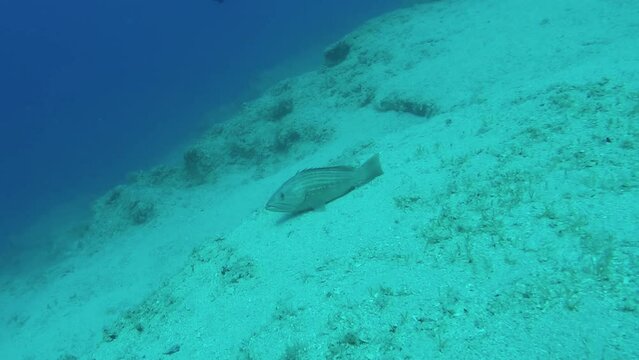 Underwater view of coral reef with single large grouper fish.