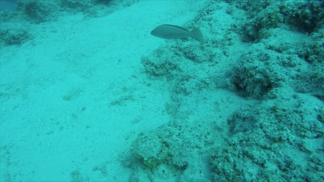 Underwater view of coral reef with single large grouper fish.