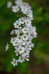 東京ミッドタウンのユキヤナギが最盛期