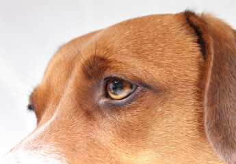 Dog eye close up. Cute puppy dog head shot with frowning with wrinkles. Eyesight or eye vision for dogs concept. 2 years old female harrier mix dog. Selective focus. - obrazy, fototapety, plakaty