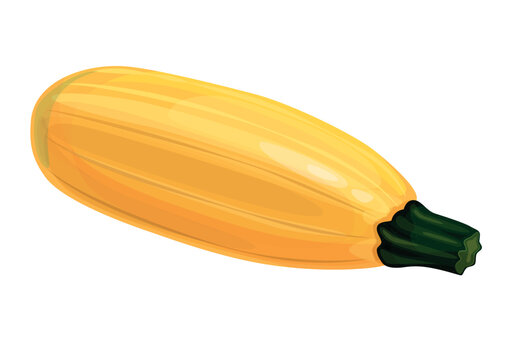 Zucchini yellow vegetable isolated on a white background. Vector