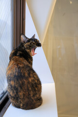 cat
