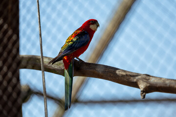 papuga kolorowa w wolierze dla ptaków