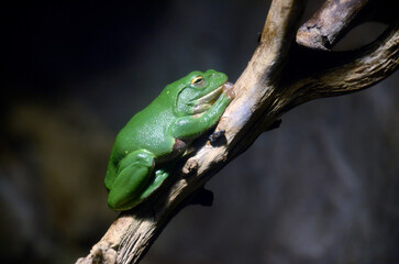 シュレーゲルアオガエル