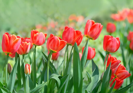 Spring floral nature background. Beautiful red tulips flowers in garden. spring season image. Blossoming landscape