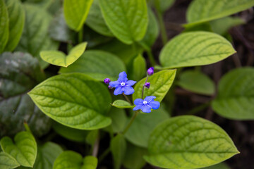 Flowers of forget-me-nots against a background of green leaves