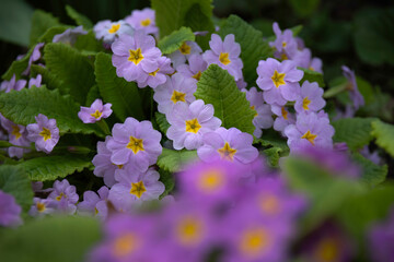 Pink and filet primroses in close-up