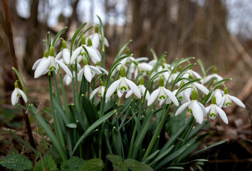 Group of snowdrops in close-up