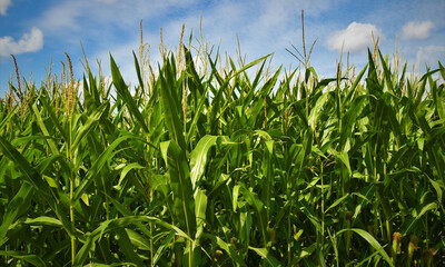 Fototapeta premium green wheat field
