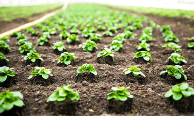sprouts of tomato
