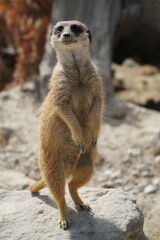 Fototapeta premium curious meerkat in standing position