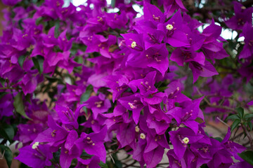 flor  Bougainvillea