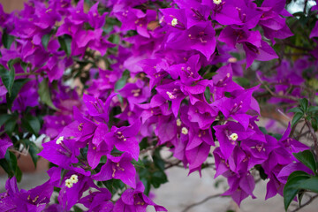 flor  Bougainvillea