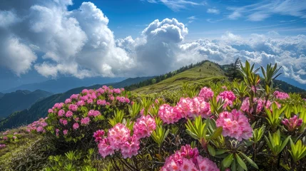 Poster Azalée Magic pink rhododendron flowers on summer mountain