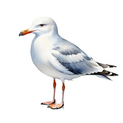 Fototapeta premium seagull illustration isolated