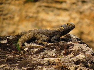 Starred agama (Laudakia stellio) laying on the rock, Turkey, Hierapolis