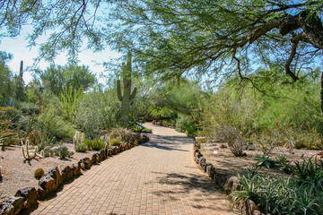 photo of brick path thru the desert botanical garden in phoenix az with a huge variety of cacti © Kathy