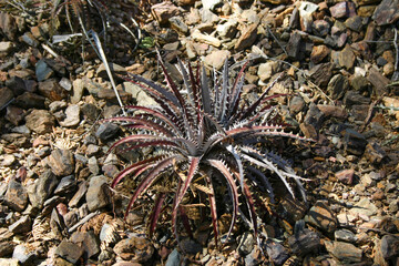 photo of spidery looking cactus at the desert botanical garden in phoenix az