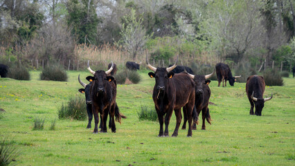 black bulls of the Camargue (Camargue cattle) in the Camargue region (France) - obrazy, fototapety, plakaty