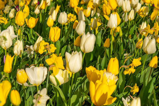 field of yellow and white tulip in the spring